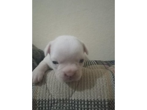 Irk güzeli bulunmayacak muhteşem french bulldog yavrular