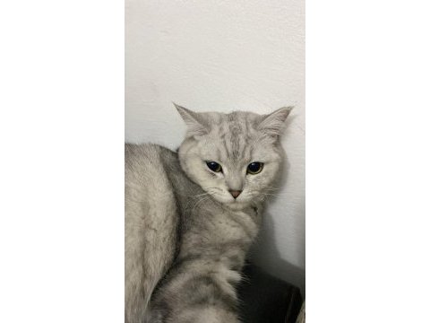 British shorthair dişi kedimiz