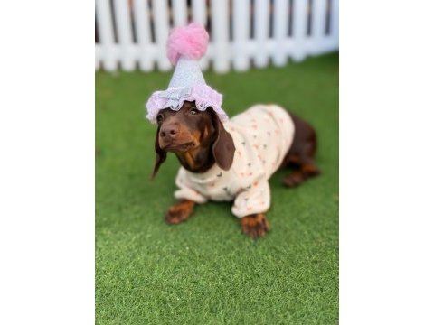Hayalinizdeki minik sosis dachshund burada