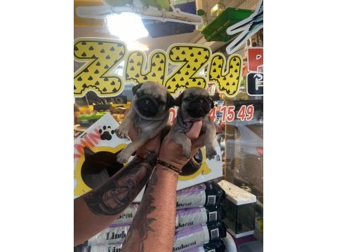Pug yavrularımız