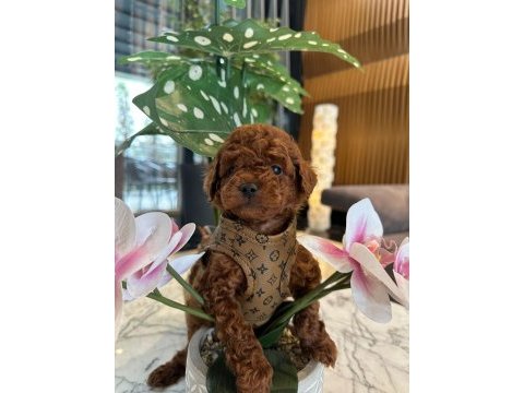 Baby face poodle bebekler