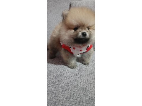 Pomeranian en tatlı yavrucuklar