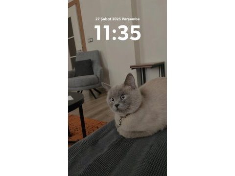 British shorthair 2 yaşında kedimiz
