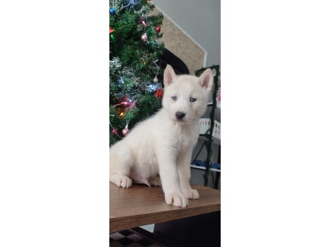 Orijinal husky yavrular
