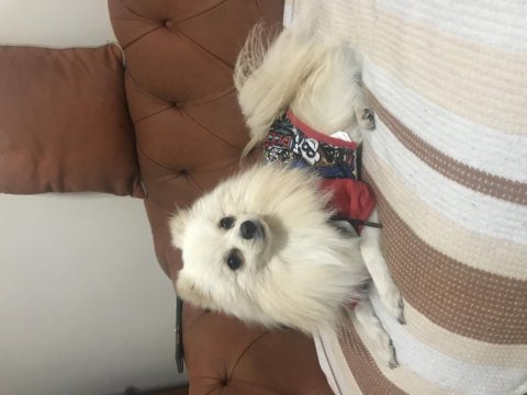 Erkek pomeranian boo