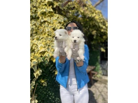 Samoyed yavrularım sağlık ve ırk garantilidir