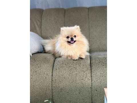 Pomeranian show class 
