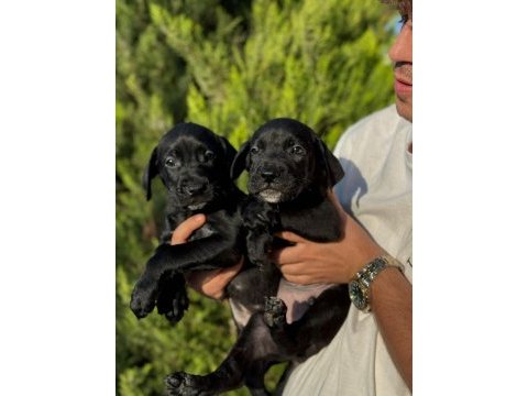 Cane corso bebekler