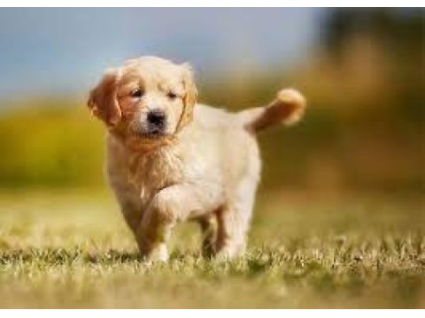 Ruhsatlı köpek çifliğinden golden yavrular a scrli