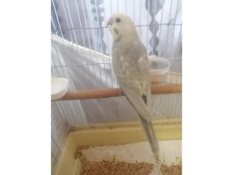 Yeni yeme düşmüş yavru rainbow muhabbet kuşlar