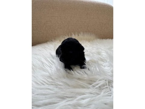 Poodle bebişlerimiz