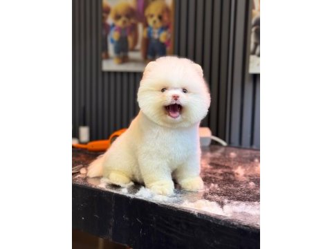 Sağlık ve ırk garantili pomeranian