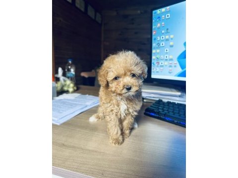 Yasal üreticiden mini boy safkan toy poodle yavruları