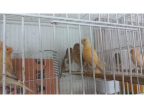 Kanarya güzel sağlıklı yavrular