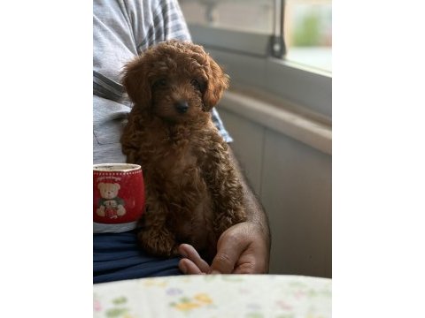 Evde büyüyen poodle bebeklerim