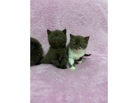 Cinnemon british shorthair bebeklerim a kalite