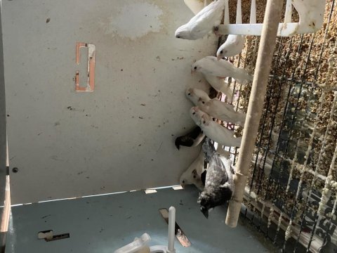 Toptan kaliteli damızlık bengal ispinozlar soran kazanır