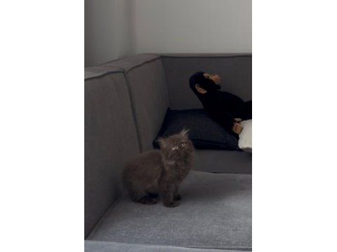 British longhair cinnamon chocolate