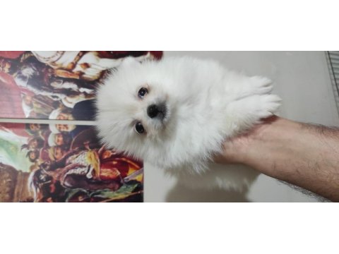 Ayıcık pomeranian yavrularımız teslime hazırdır