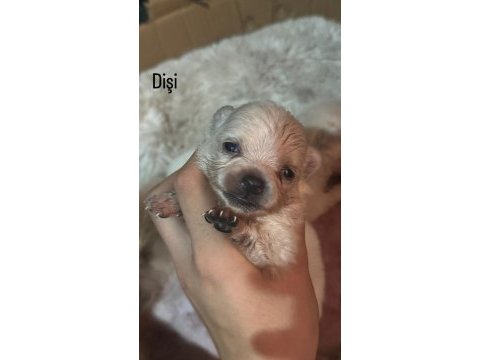 26 günlük pomeranian bebekler rezerveye açılmıştır