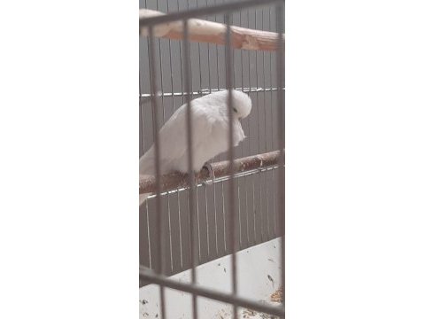 Vasıflı muhabbet kuşlar