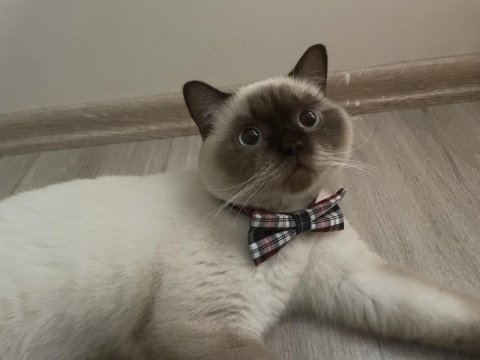 British shorthair blue point erkek kedimiz