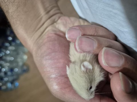 Teddy bear ayı surat siyah göz uysal suriye hamster