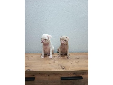 Pink pug mobs bebekler