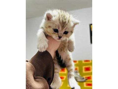 Benzersiz 4 british shorthair yavrumuz