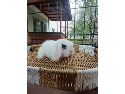Hollanda teddy lop tavşanlar