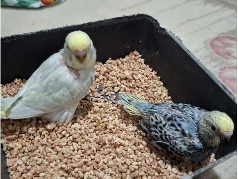 Yavru muhabbet kuşlarımız yeme düşmüştür