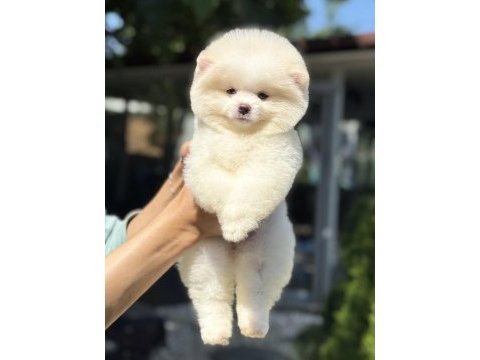 Dişi ayıcık pomeranian boo