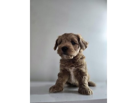 Orjinal teacup maltipoo yavrular