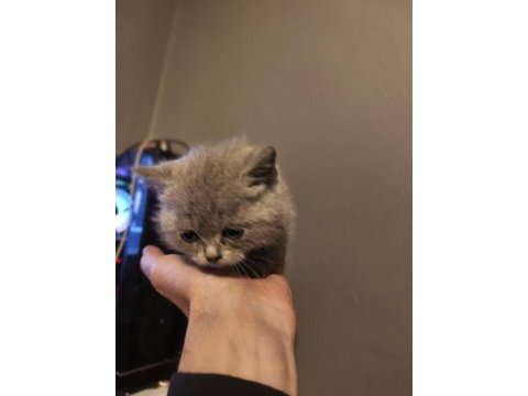 1.5 aylık british shorthair fıstıklar