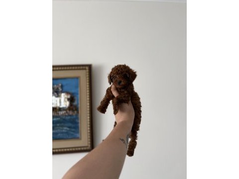 Teacup kore poodle redbrown yavrum