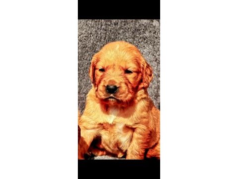 Golden retriever yavrularımız