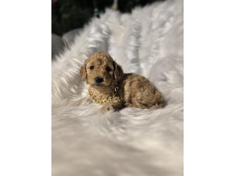 Orjinal teacup maltipoo yavrular