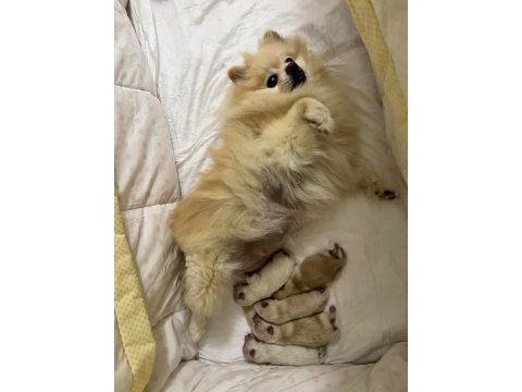 5 erkek pomeranian yavrular