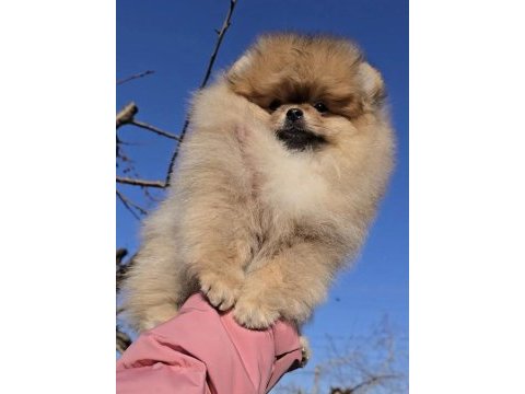Pomeranian boo yavrularımız