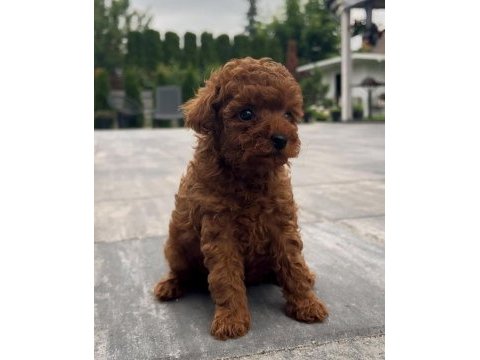 Toy poodle köpeği yavrular