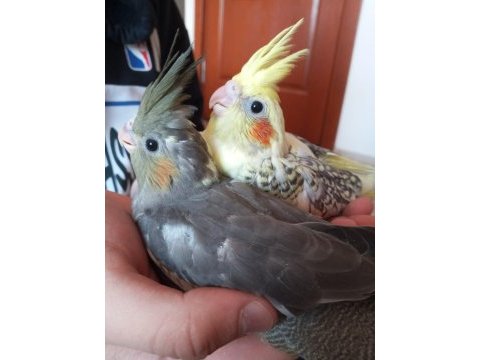 Sultan papağanı yavrusu 1 aylık ev üretimi
