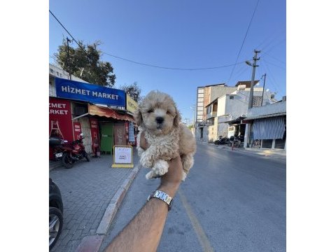 A kalite kore maltipoo yavrularımız