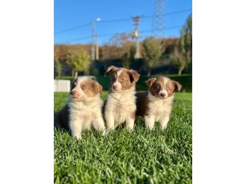 A kalite muhteşem border collie yavruları 