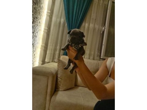 Mükemmel anatomi blue ve blue taşıcı french bulldog evlatlar