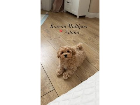 Kore maltipoo yavrular