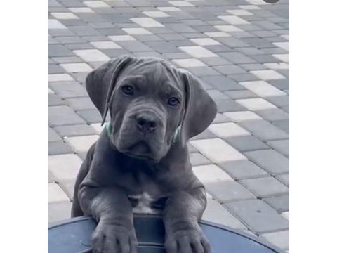 Irkının en iyisi cane corso yavrular