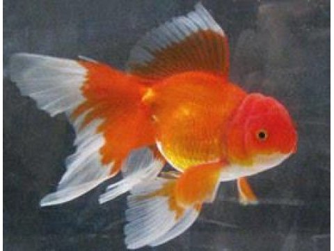 Özel seri kafalı oranda japon balığı adana