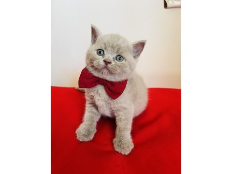 Kaliteli british shorthair yavru