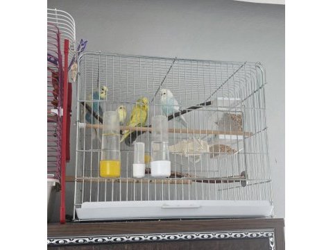 Sağlıklı genç muhabbet kuşları