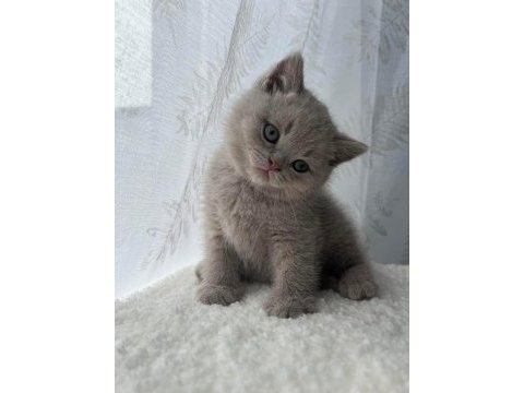 Chocolate taşıyıcı koca yanak soyundan lilac yavru kedimiz